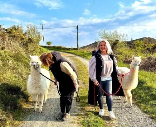 Llanerchymedd Casa | Short & Sweet Alpaca Retreat