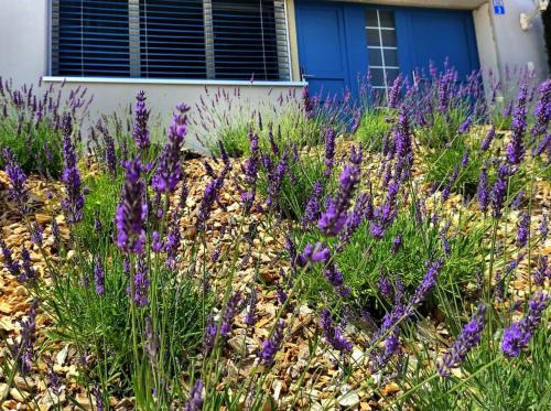 Reute Apartamento | Sonniges Studio mit Aussicht