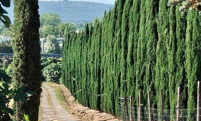 Rapolano Terme Otro | Stay in the countryside a stone's throw from the spa