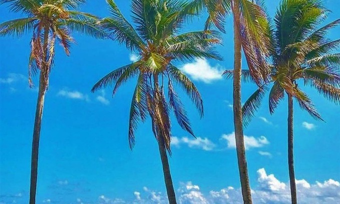 Key Biscayne Apartamento | Pasos de la playa de un dormitorio -