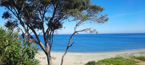 Bravone Apartamento | T3 vue mer direct plage clim N79