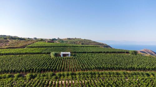 Quattropani Complejo | Tenuta di Castellaro Winery & Resort
