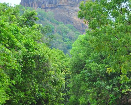 Sigiriya Casa | Thal Sewana