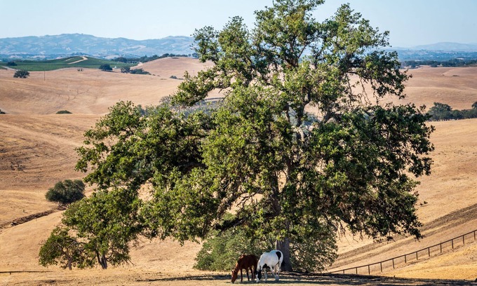 Paso Robles Casa | The Cottage at Loving Farm Animal Sanctuary