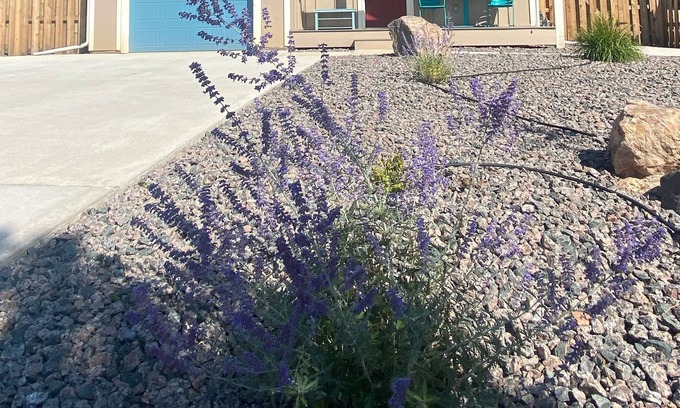 Woodland Park Casa | La casa de la montaña de menta