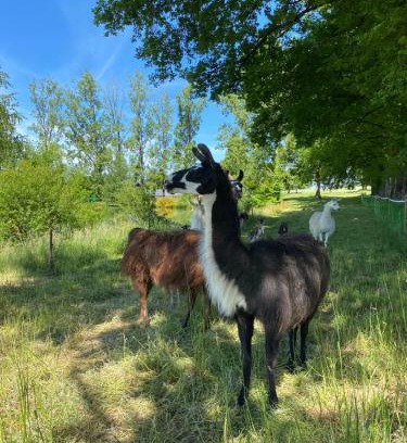 Lavernat Casa | The Llama Farm France