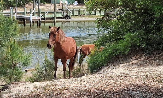 Carova Beach Casa | The Salty Seahorse!4x4 beach, private dock, hot tub, pool, Horses. Pet-Friendly