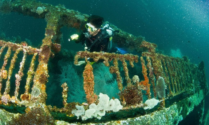 Daanbantayan Cabina | The Shark's Tail Dive Center