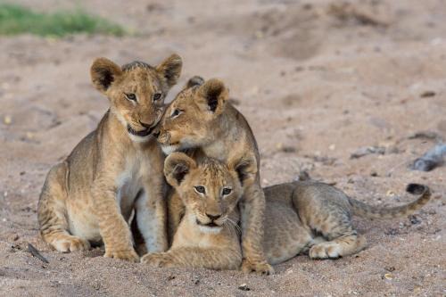 Thorny Bush Game Reserve Cabina | Tintswalo Safari