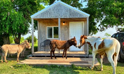 Lawton Apartamento | Tiny Cabin at the DonkeyRanch