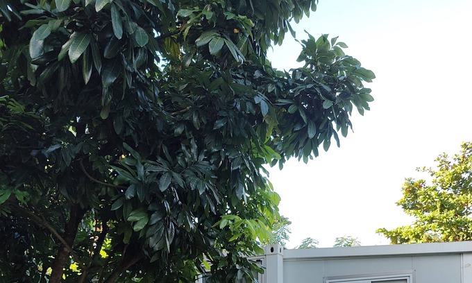 Homestead Cabaña | Tiny house cottage in Miami's agricultural district. Private and secluded.