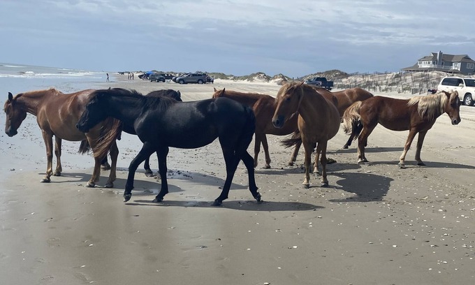 Currituck County Casa | Tranquil 7 bedroom oceanfront home JANUARY-MARCH ONLY!