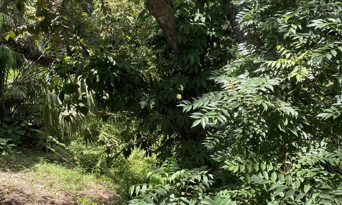 Spanish Lookout Hotel | Tropical View