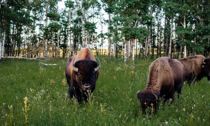 Calgary-Edmonton Corridor Cabina | Unique western style cabin surrounded by nature in a bison pasture 🦬