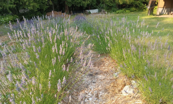 Fauquier Cabaña | Lavender Cottage Family Retreat & Garden Studio -Golf- Boat, Beach, Repeat.