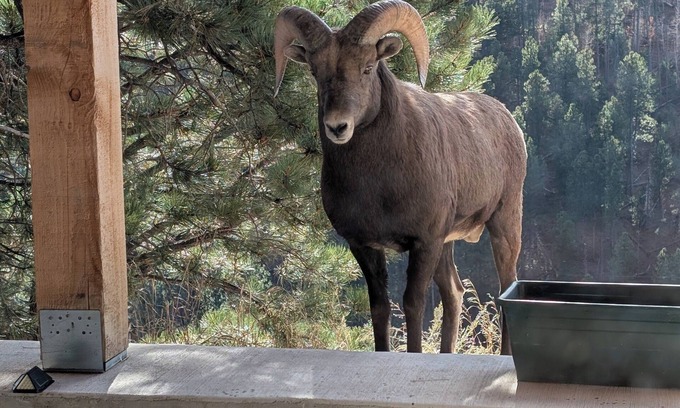 Deadwood Casa | 4-bedroom house next to Black Hills National Forest with Hot tub, great views!