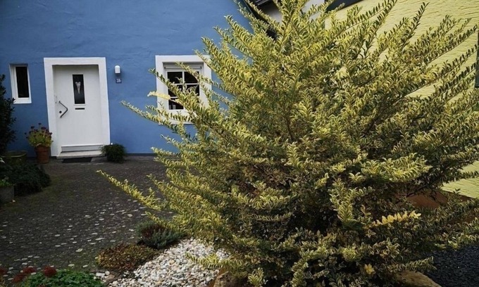 Rachtig Casa | Vacation home for 3 guests with 50m² in Zeltingen-Rachtig (297834)