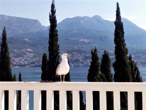Igalo Apartamento | Villa Boka Sunrise Apartments