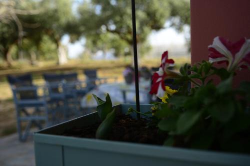 Andravida-Kyllini Casa | Villa Roza