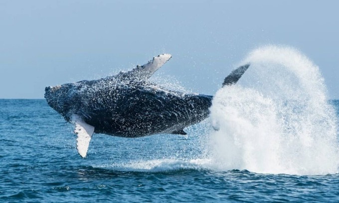 Los Organos Casa | Vive Sol y Sol !!! Los Organos - Mar de las Ballenas
