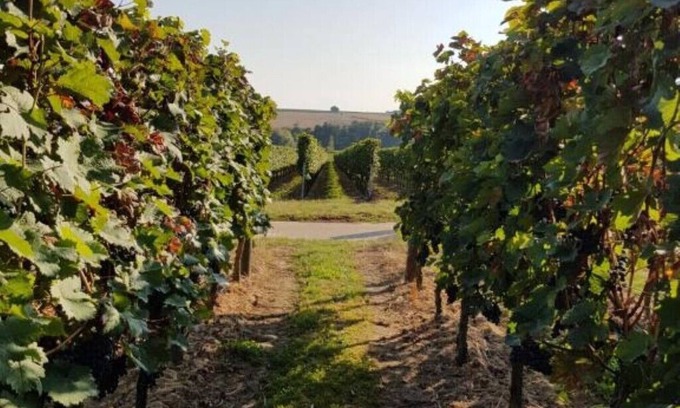 Kapellen-Drusweiler Casa | Weingut & Gästehaus Nagel - Holiday apartment with 3 bedrooms