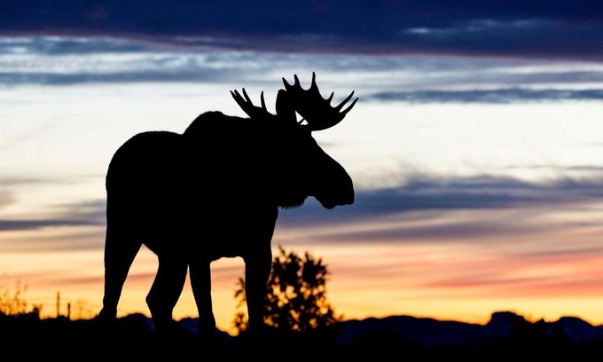 Bostad Casa | Wildlife Panorama Lofoten