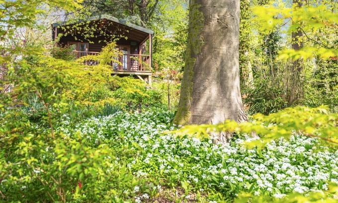 Milton Abbas Casa | Woodland Views Lodge