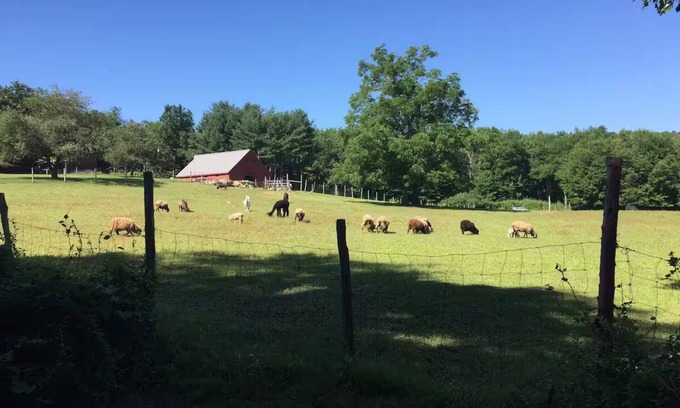 Glastonbury Otro | Woolly Acres Farm