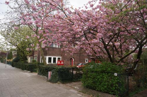 Apollobuurt Cama Y Desayuno | Xaviera's Bed and Breakfast