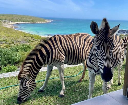 Gansbaai Casa | Zebra Views - Romansbaai Luxury Retreat