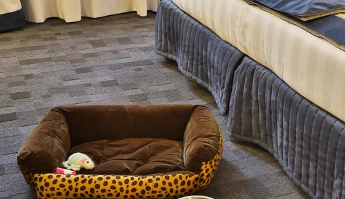 Suite junior, 1 cama de matrimonio grande (Sofabed is a double bed)