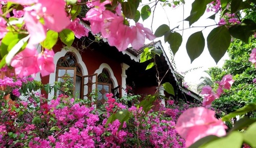 Bougainvillea Room