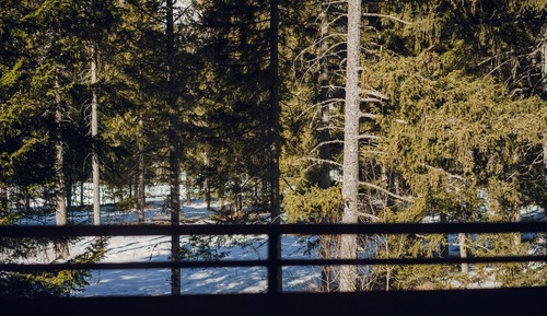 Forest Suite
