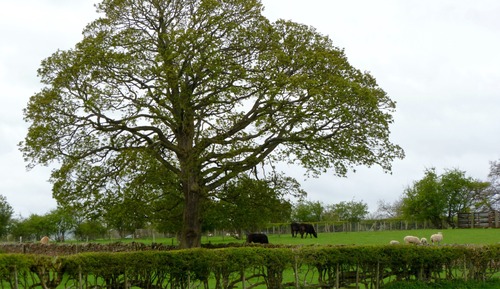 Casa de campo
