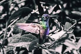 Tzununa Hostal | The Hummingbird hostel butterfly room