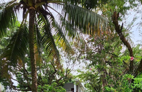 Forest Home Apartamento | Stay, relax and explore in Belize at our tropical oasis by the Caribbean Sea.