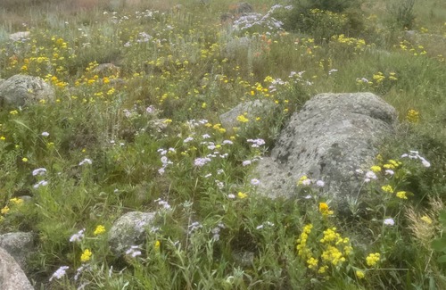 Nederland Cabina | Slice of Wild Heaven: Magical, Cozy, Forest Cabin @ the Top of the World. Views