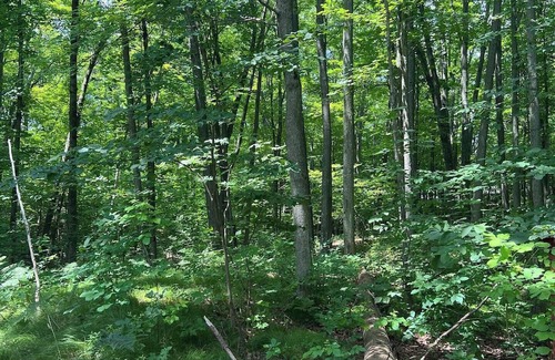 West Branch Cabina | Cozy 2-bedroom cabin in serene West Branch with AC, WiFi
