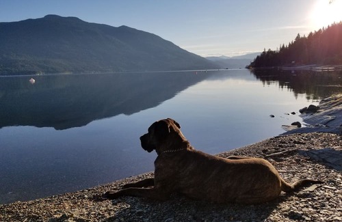 Salmon Arm Cabina | Glow, a canvas cottage with lake views and lake access. Glamping at its finest.