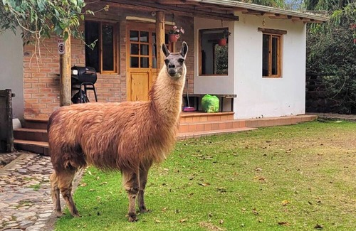 San Pablo del Lago Apartamento | Mini-house near Imbabura Volcano surrounded by animals