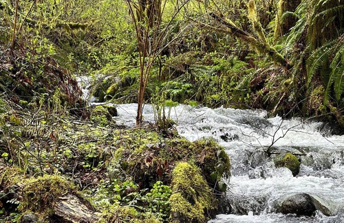 Tillamook Cabina | Private waterfall, 3 acres of forest, 400ft of Wilson River, with music & coffee