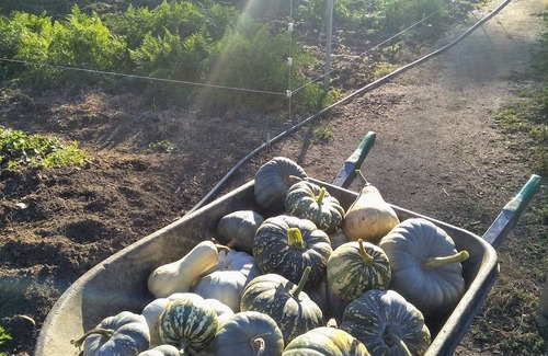 Metcalfe Casa | Unwind in a cosy bungalow in the midst of our organic permaculture mini-farm.