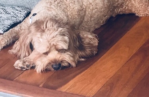 Southport Villa | Surfers Regatta Waters - Pet Lovers