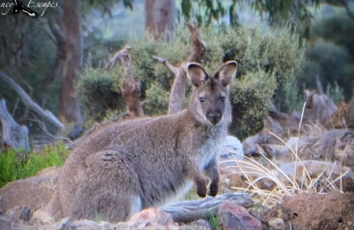 Mount Rumney Casa | Platypus Cabin - Mt Rumney Escapes