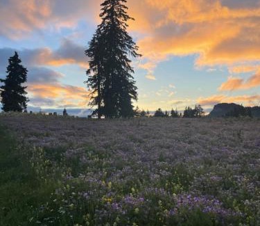 Leysin Otro | Place for camping car at leysin