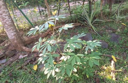 Bandrele Casa | Sud mayotte TSIMKOURA