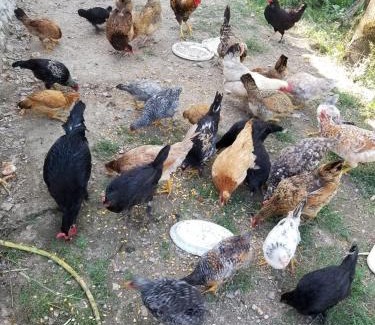 Kukes County Cabina | Bujtina Kashnjeti te Lush Zefi