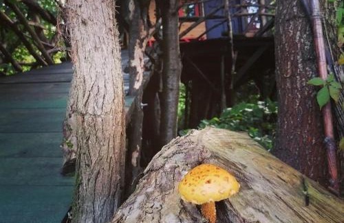 Cluj-Napoca Otro | Forest TreeHouse