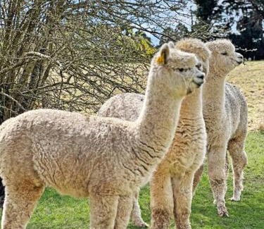Romsey Casa | 'Hawthorn Park' Farm Homestead in Macedon Ranges