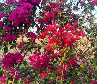 Nashik Casa | Delightful Champa - A farmstay